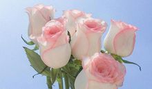 情人节给女朋友留言的暖心句子