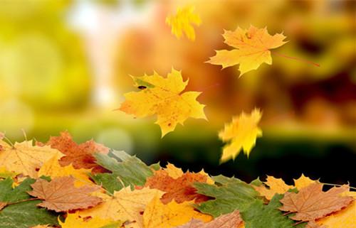 幸福的妻子句幸福的妻子句1