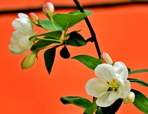 关于对生活的积极和乐观态度的快乐和乐观的句子