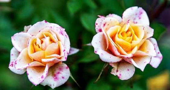 关于对生活的积极和乐观态度的快乐和乐观的句子1