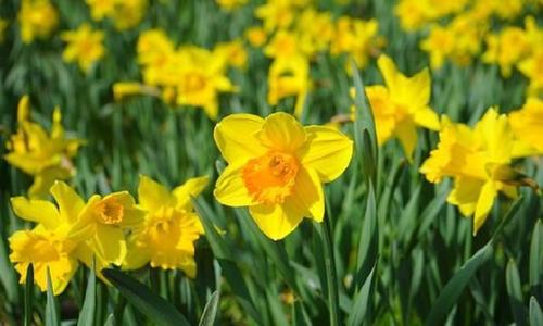 完整收集快乐作文句子,快乐作文结尾