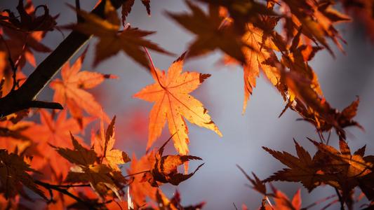 关于快乐老人的句子