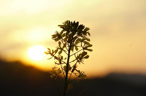带有中央酸味经验的句子2