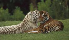 形容没有亲情味儿的句子 没有亲情味的句子