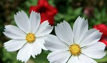 开心幽默皮的句子 皮一下很开心的幽默句子