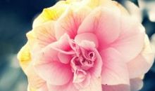 有关劝人开心的句子 劝人开心的暖心句子