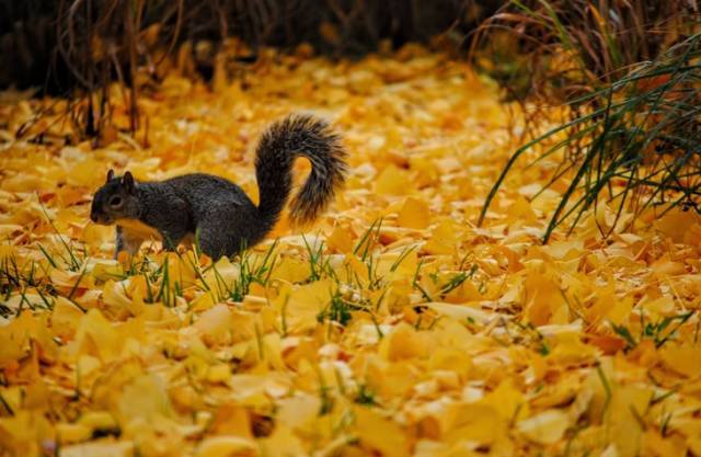 秋天的美丽句子描述秋天的美丽风景的句子2