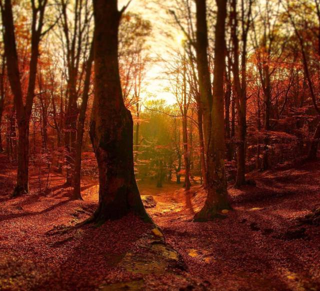 秋天的美丽句子秋天的美丽句子1