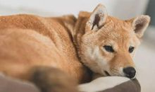 形容看见小狗开心的句子 看到狗狗心情开心的句子