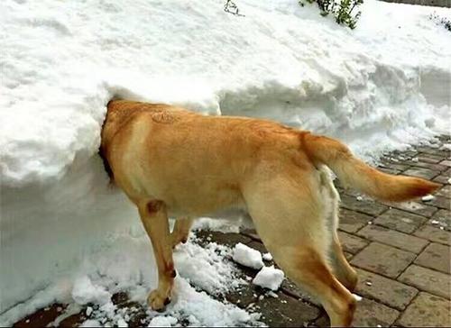 看到狗高兴的句子看到狗高兴的句子2