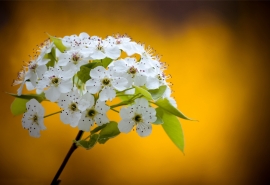 每天快乐，快乐，快乐和快乐的句子