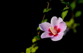 愿你每天快乐快乐的句子愿你每天快乐快乐的句子1