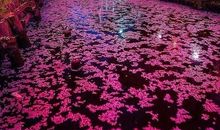 2020年适合朋友圈的句子