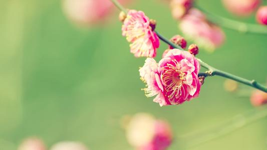 形容一个人快乐的句子形容一个快乐的心情的句子