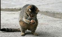 哄女朋友的名句