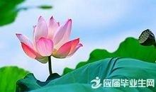 关于荷叶的拟人句