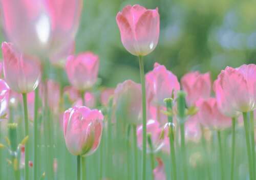 颤音是非常流行的生日短语