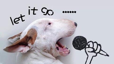 适合情人节单只狗说话