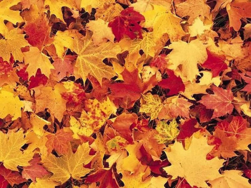 什么落叶看起来像