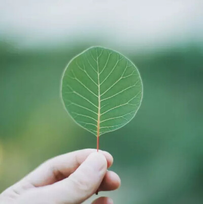 关于家庭之爱的句子不断减少