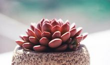 开心就笑的开心的句子 开心就笑的经典的句子