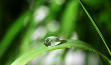 露珠在草叶上拟人句