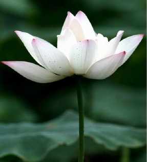 透过佛陀从世界上撤退的话看