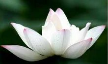 看破红尘隐世归隐的佛语