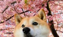 关于春天发朋友圈的句子