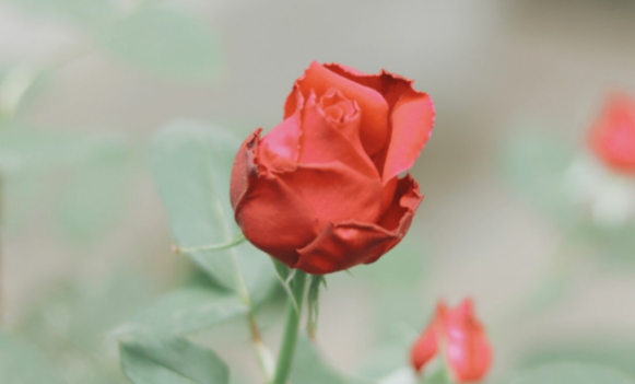 Tik Tok受欢迎的生日短语Tik Tok受欢迎的生日祝福2