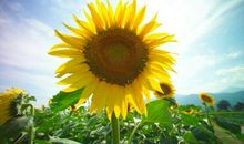 形容立秋的朋友圈句子