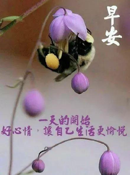 早上好，表达爱意的问候