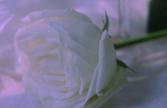 让其他人看到痛苦的句子