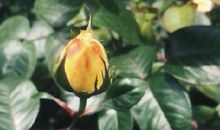 朋友圈说说关于夏天的