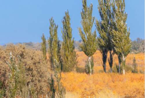 秋天的悲伤和美丽的句子