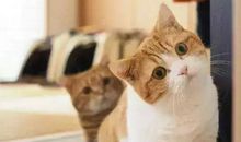 赞美朋友的句子