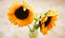 抖音最火的励志奋斗句子