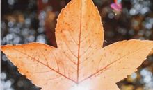 适合秋天发的文案句子