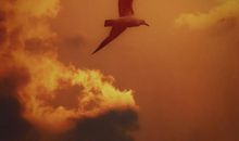 有哪些让你感到孤独或失望的句子