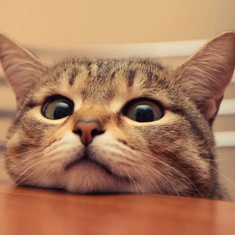 可能在聊天中将某人杀死的句子1