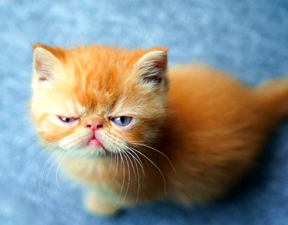 可能在聊天中将某人杀死的句子