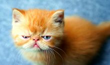 聊天中能把人噎死的句子