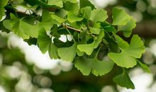 银杏树夏天的好词好句