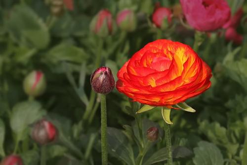 2021年新年快乐判男友