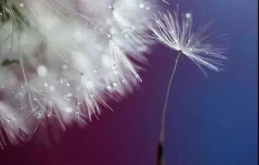 漂亮的句子描述花朵