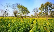 每一天都简单快乐的句子