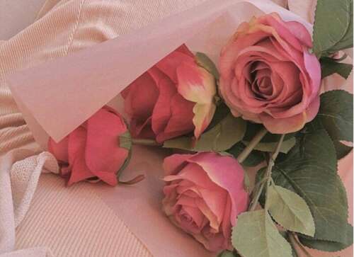 豆阴的超级热爱文案