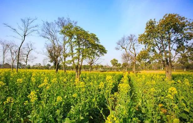 审美句子描述女友的深情2