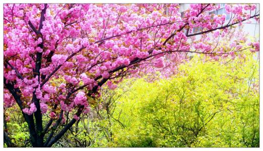 描述花的句子非常漂亮