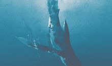 那些和鲸落有关的唯美句子 鲸落的经典语句